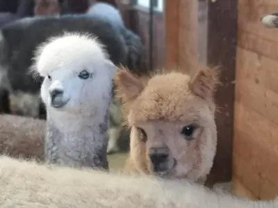 Altri animali domestici presso il bed & breakfast o nei dintorni