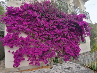Giardino di Appartamento Bouganville