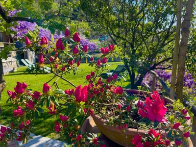 Giardino di La Casa dei Glicini