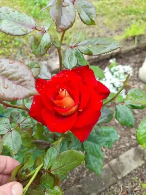 Giardino di La Casa Di Menny Maison de Campagne