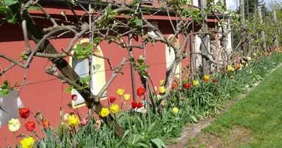 Giardino di Casa vacanze Ester