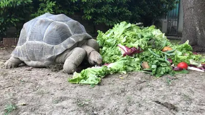Altri animali domestici presso il bed & breakfast o nei dintorni