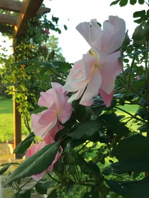 Giardino di Agriturismo SetteLune