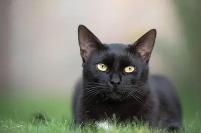 Ospiti di Cascina Amrit CAV con animali domestici