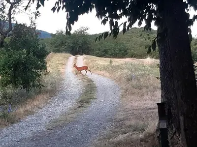 Paesaggio naturale nelle vicinanze dell'appartamento