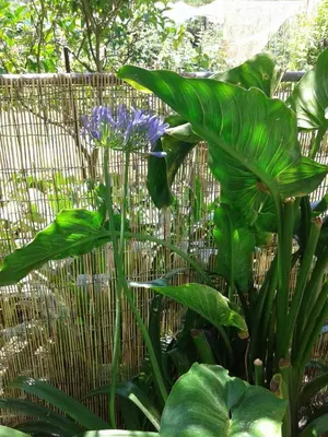 Giardino di Il Leudo