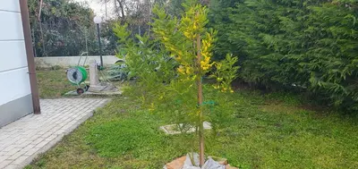 Giardino di MGC