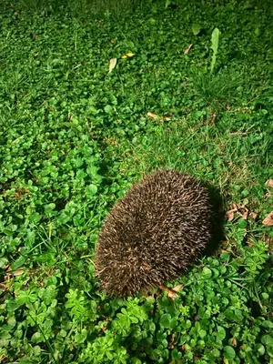 Giardino di Ca d Andrea