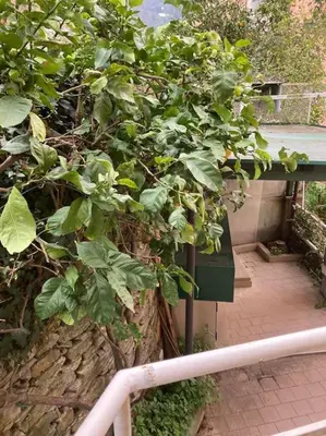 Giardino di Appartamento giardino