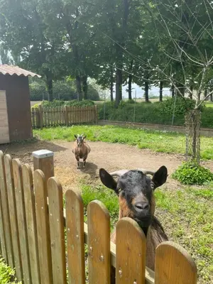 Altri animali domestici presso la casa vacanze o nei dintorni