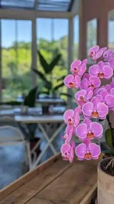 Giardino di Villa Sarita