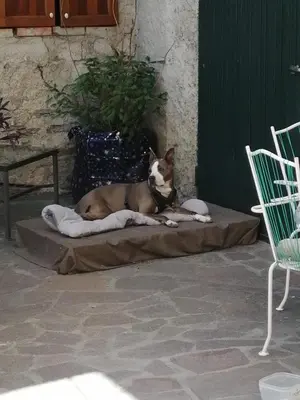 Ospiti di B&B Ramirise con animali domestici