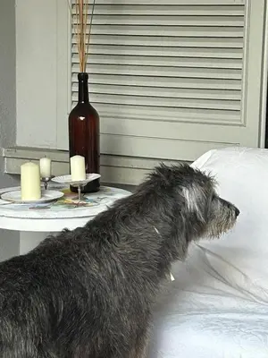 Ospiti di Villa Atlantica B&B con animali domestici