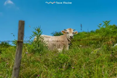 Altri animali domestici presso la villa o nei dintorni