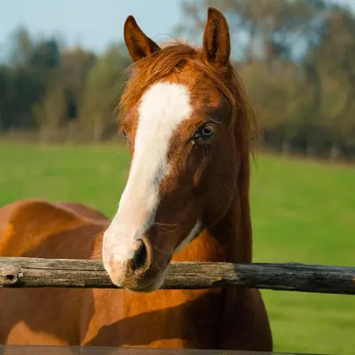 Altri animali domestici presso l'appartamento o nei dintorni