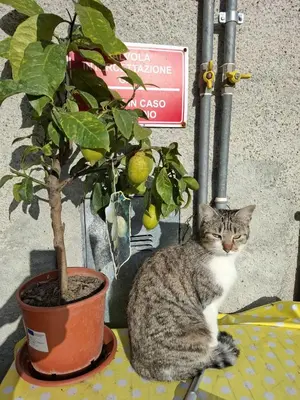 Ospiti di B&B dei Forestieri con animali domestici