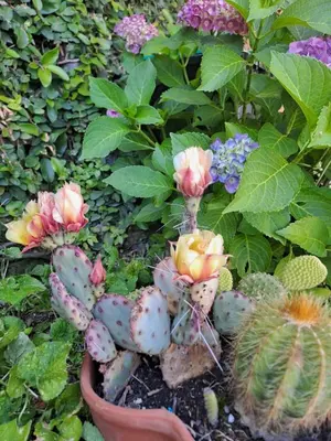 Giardino di Il Paradiso all'improvviso