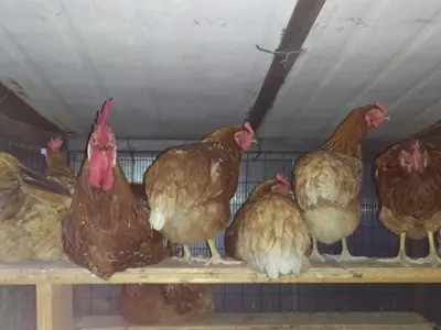 Altri animali domestici presso il bed & breakfast o nei dintorni
