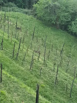 Giardino di Il Casale di Ernestina