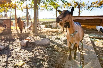 Altri animali domestici presso l'affittacamere o nei dintorni