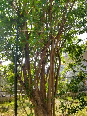 Giardino di Il Melograno