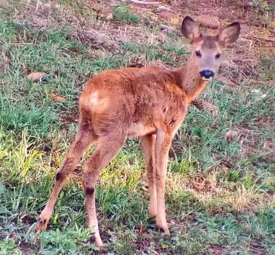 Altri animali domestici presso la casa vacanze o nei dintorni