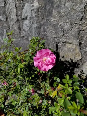 Giardino di La Casa del Sole