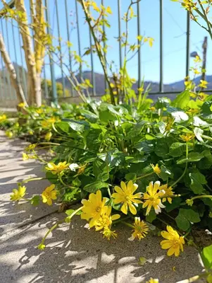 Giardino di La Casa del Sole