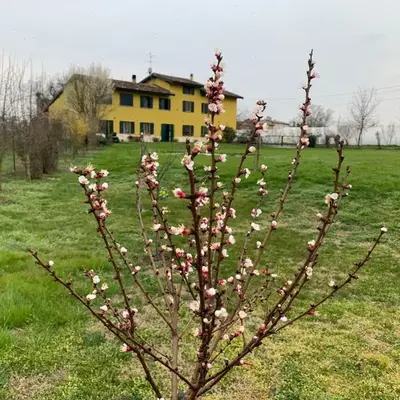 Sangiligio Countryside Villa