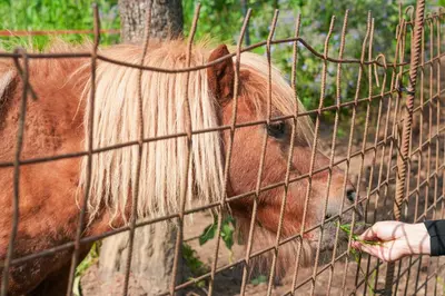 Altri animali domestici presso l'appartamento o nei dintorni