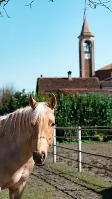 Altri animali domestici presso il bed & breakfast o nei dintorni
