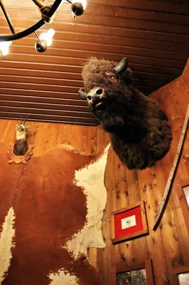 Altri animali domestici presso l'hotel o nei dintorni