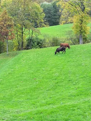 Altri animali domestici presso l'appartamento o nei dintorni