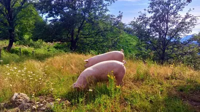 Paesaggio naturale nelle vicinanze dell'agriturismo