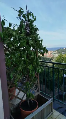 Balcone o terrazza di Salva's House