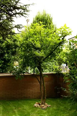 Giardino di B&b Igea 50