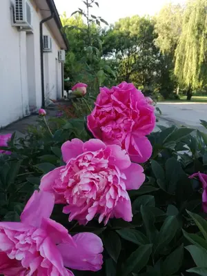 Giardino di Agriturismo Boschi