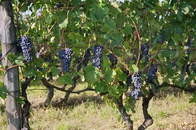 Planimetria di Tenuta Terensano