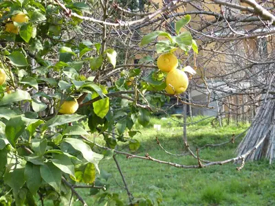 Giardino di Ca' da Valeria One