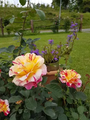 Giardino di Agriturismo La Selva