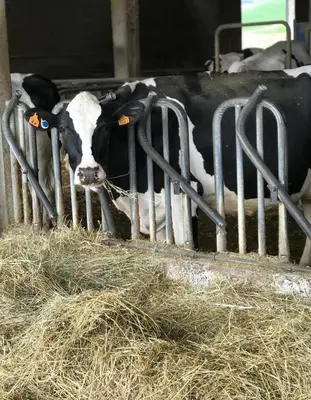 Altri animali domestici presso l'agriturismo o nei dintorni