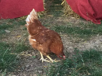 Altri animali domestici presso l'agriturismo o nei dintorni