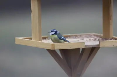 Altri animali domestici presso l'agriturismo o nei dintorni