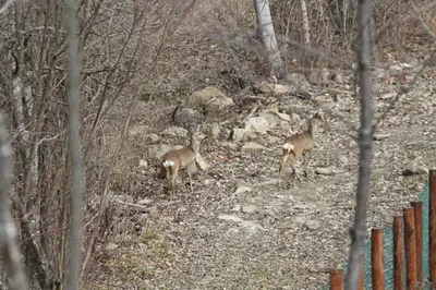 Altri animali domestici presso l'agriturismo o nei dintorni