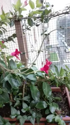 Giardino di Vittadinisette