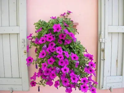 Giardino di B&B IL BOSCHETTO