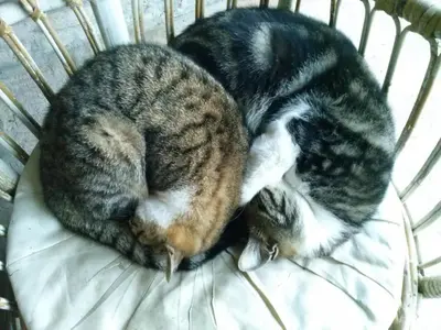 Ospiti di R&B Albero Cavo Parma con animali domestici
