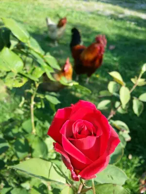 Altri animali domestici presso il bed & breakfast o nei dintorni