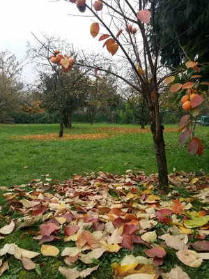 Giardino di R&B Albero Cavo Parma