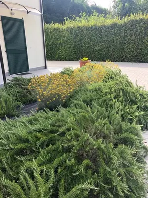 Giardino di RTA La Pineta